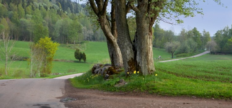 Ett vägskäl vid ett träd
