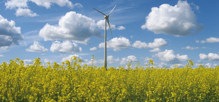 rapsfält och vindkraftverk och en klarblå sommarhimmel