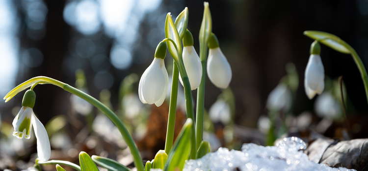 Snödroppar